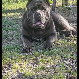 Bosco - Cane Corso