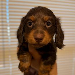 Chocolate And Tan Male - Chocolate and tan male Dachshund puppy in Horizon City, Texas from Willipaws
