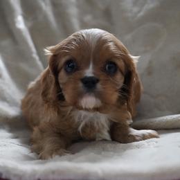 Lenny - Ruby male Cavalier King Charles Spaniel puppy in Lula, Georgia from Cavaliers by Crumley