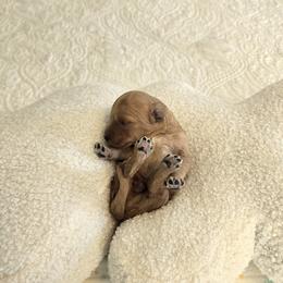 Cedar - Red  male Goldendoodle puppy in Floyd, Virginia from Hearts and Paws Poodles and Doodles