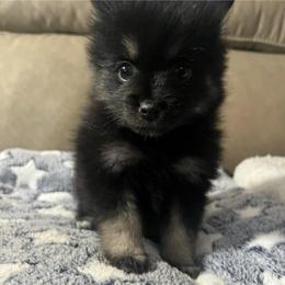 Crunch - Black and white male Pomsky puppy in Avoca, Michigan from Repurposed Paradise Farm