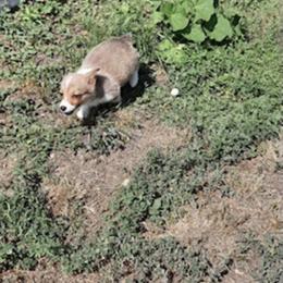 Pembroke Welsh Corgi Puppies from JD's Corgi Kennel