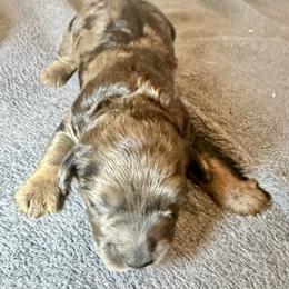Gregory orange collar - Merle male Goldendoodle puppy in North Branch, Michigan from Graceful Miniature Goldendoodles