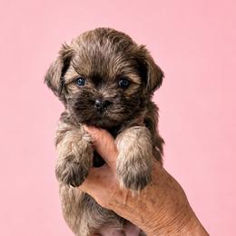 Everly - Lilac female Shih Tzu puppy in Tallahassee, Florida from Bows and Bow Ties