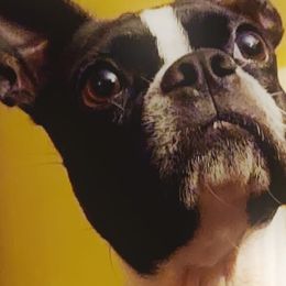 Serana - Boston Terrier