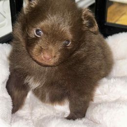 Frankie - Chocolate male Pomeranian puppy in Illinois from Maribel Poms