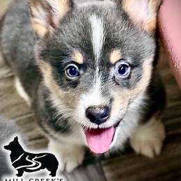 AKC Levi-BHT bluie boy standard coat, fluff carrier - Blue male Pembroke Welsh Corgi puppy in Taylorsville, North Carolina from Mill Creek’s Pembroke Welsh Corgis and French Bulldogs