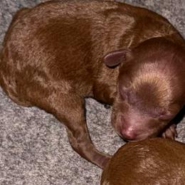 Boy1 - Red  male Poodle puppy in Ennis, Texas from Johnson Ventures
