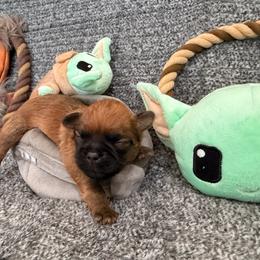 Yoda - Red male Brussels Griffon puppy in Seneca, Missouri from Stephanie’s Puppy Colony