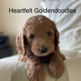 Bernedoodle and Goldendoodle Puppies from Heartfelt GoldenDoodles