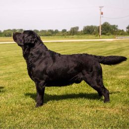 Labrador Retriever All Grown Up from Hill’s Labrador Retrievers