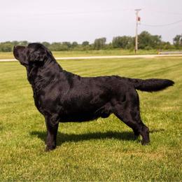 Labrador Retriever All Grown Up from Hill’s Labrador Retrievers