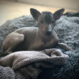 Xoloitzcuintli Puppies from Vineyardview Toy Xoloitzcuintle