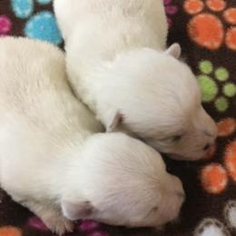 Toby - White male West Highland White Terrier puppy in Park Rapids, Minnesota from Peggy’s Terriers