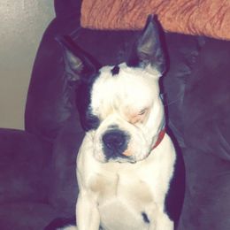 Yogi - Boston Terrier