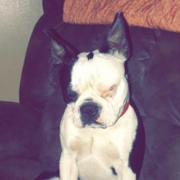 Yogi - Boston Terrier