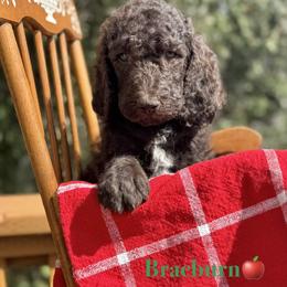 Braeburn - Brown male Poodle puppy in Julian, California from Above the Pines Poodles