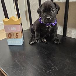 Cane Corso Puppies from Carrie Brown's Cane Corsos