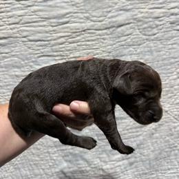 Zestar - Liver female German Wirehaired Pointer puppy in Mora, Minnesota from Reinberg Kennel