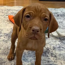 Emmet - Golden rust male Vizsla puppy in Dundee, Iowa from CBJ Vizslas