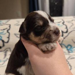 Bramble - Parti male Miniature Schnauzer puppy in Graham, Washington from Olivia's Miniature Schnauzer's