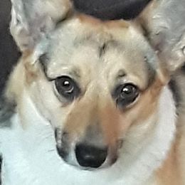 Rumor - Pembroke Welsh Corgi