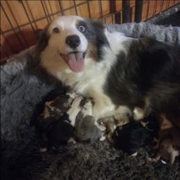 Maggie - Miniature Australian Shepherd