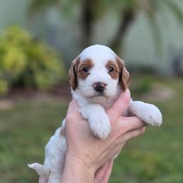 Milo - Parti male Goldendoodle puppy in Palm Harbor, Florida from Macis Golden Doodles