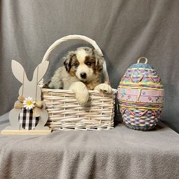 Miniature Australian Shepherd Puppies from 5 Star Mini Aussies