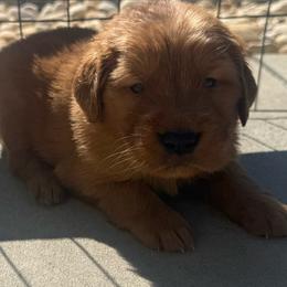Blue Boy - Golden male Golden Retriever puppy in Rockwell, North Carolina from KnL Golden Acres