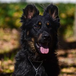 Chance - Black and tan male German Shepherd puppy in Clarkrange, Tennessee from Vom Wolff