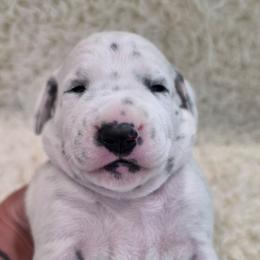 Willow (Purple Collar Girl) - White and black female Dalmatian puppy in Centereach, New York from LINY Dalmatians