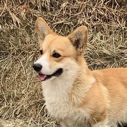 BO - Pembroke Welsh Corgi