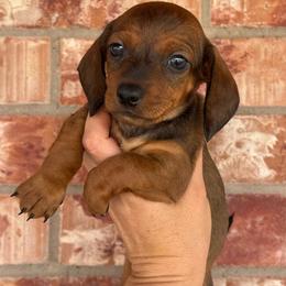 Neville - Red male Dachshund puppy in Deming, New Mexico from FoxieDoxies of New Mexico