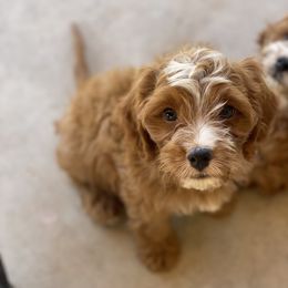 Cavapoo Puppies from Perfect Puppy Paws