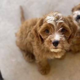 Cavapoo Puppies from Perfect Puppy Paws