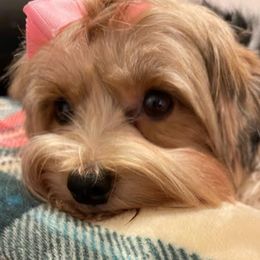 Morkies from Linda Sherman