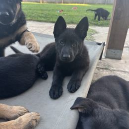 German Shepherd Puppies from Vermachtnis German Shepherds