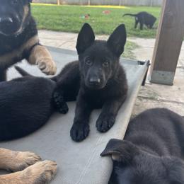 German Shepherd Puppies from Vermachtnis German Shepherds