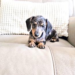 Dachshund Puppies from Snarky Doxy Miniature Dachshunds
