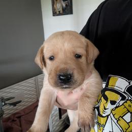 Diesel (Blue collar) - Yellow male Labrador Retriever puppy in Commerce, Oklahoma from Standing Water Kennels