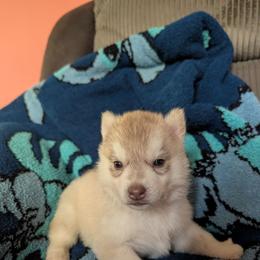 Spade - Red and white female Siberian Husky puppy in Wisconsin from Liberty Siberians