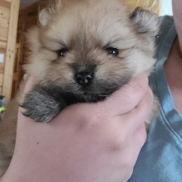 Pomeranian Puppies from Gypsy Poms