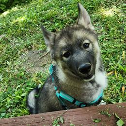Siberian Husky Puppies from Xavier's Home for Gifted Huskies