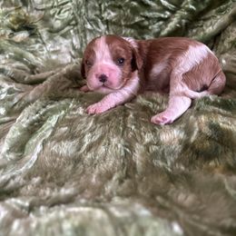 Hunter - Blenheim male Cavalier King Charles Spaniel puppy in Knoxville, Tennessee from Rocky Top Cavapoos