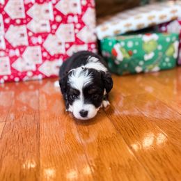 Diamond - Black tri-color female Australian Shepherd puppy in Harrogate, Tennessee from Rocky Top Paws