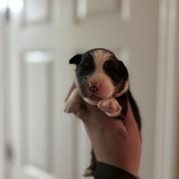 Girl 2 - Black tri-color female Australian Shepherd puppy in Orlando, Florida from Skaky Shepherds