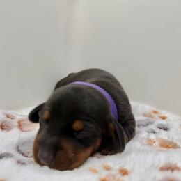 Purple - Blue and tan female Dachshund puppy in Bakersfield, California from KC Doxies