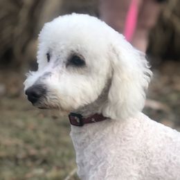 Wyatt - Poodle
