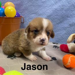Jason - Red male Pembroke Welsh Corgi puppy in Apison, Tennessee from Ashmore Corgis